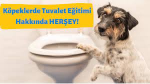 5 adimda kopek tuvalet egitimi verin detayli rehber petzz blog