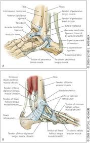 These tendon sheaths allow for the tendons to remain in place next to the bone. Tendinopathies Of The Foot And Ankle American Family Physician