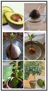 Meilleur 11 In The Living Room Under A Banana Plant S Jardin Idees Terrace Banana Idees Jardin Living Meilleur Pl In 2020 Garten Anpflanzen Pflanzen Pflanzideen