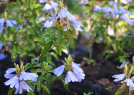 Image result for Bersama lucens