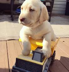 Cute Labrador Puppy Via Nellithechocolatelab On Instagram Cute Labrador Puppies Cute Puppies Cute Baby Animals