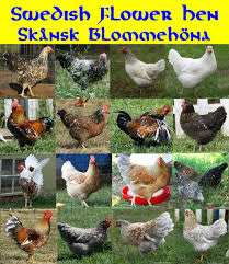 swedish flower hens