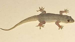 Aug 14, 2018 · large lizards such as the komodo prey on large animals such as water buffaloes while smaller lizards such as the chameleon prey on insects. How To Get Rid Of Lizards From My Washroom Quora