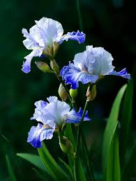 Image result for Brachycorythis lastii