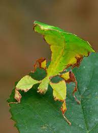 Insects Pictures How To Take Good Insect Pictures Yourpictureframes Com Blog Pictures Of Insects Weird Insects Cool Insects