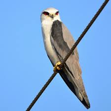 Pin On Birds Feathered Wonders Of The Skies