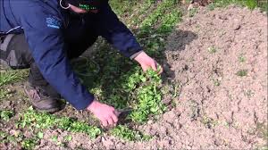 Erste Gartenarbeiten Finale Feldsalat Ernte 11 3 2016 Youtube