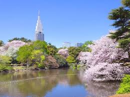 Kyoto yang sarat dengan peninggalan budaya merupakan tujuan pariwisata budaya paling utama di jepang. 13 Prediksi Jadwal Musim Sakura Di Jepang 2020 Kapan Dan Di Mana