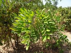 Image result for Cassia sieberiana