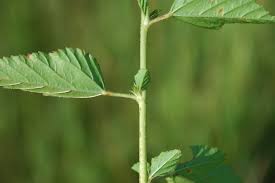 Image result for Melochia corchorifolia