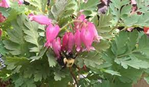 Flowers provide nectar or pollen bees need, and bee pollination helps flowers produce fruit and masses of single color against contrasting colors attracts bees, too. Shade Plants That Attract Pollinators Learn About Pollinator Plants For Shade