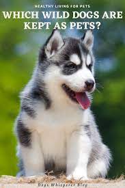 Wild Dogs As Pets Siberian Husky Siberian Husky Puppy Siberian Husky Puppies