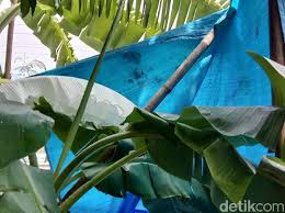 We did not find results for: Dibilang Mirip Kain Kafan Daun Pisang Warna Putih Ini Bikin Banyak Orang Penasaran