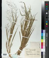 Image result for Panicum carneovaginatum