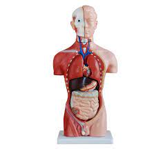 Thingiverse is a universe of things. Human Body Model Anatomy Male Torso Model 42cm 13parts Buy Human Body Model Human Body For Medical Sex Torso Product On Alibaba Com