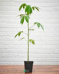 Image result for Ceiba pentandra