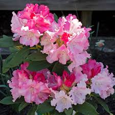 Image result for Rhododendron