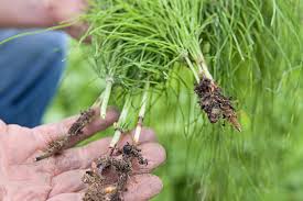 Image result for root-tail