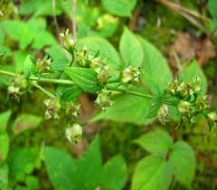 Image result for Swertia eminii