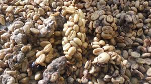 The animals live freely in the jungles that border our farms in the highlands of the gayo mountains in northern sumatra. Wild Kopi Luwak The Finest Coffee And The Importance Of Sustainability In Its Production Artoncafe