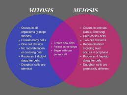 We did not find results for: 10 Key Differences Between Mitosis And Meiosis