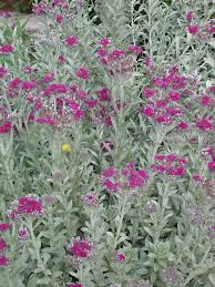 Image result for Vernonia natalensis