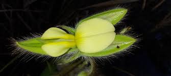 Image result for Crotalaria calycina