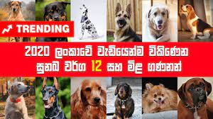 When there is an availability, there are several case when any dog parent family wants to give their pet to someone due to several reasons. Dogs Most Popular 12 Dog Breeds In Sri Lanka Dog Price In Sri Lanka Rottweiler Dog Show Youtube