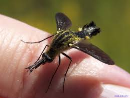 Image result for Cheirostylis lepida