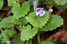 Image result for Glechoma  hederacea