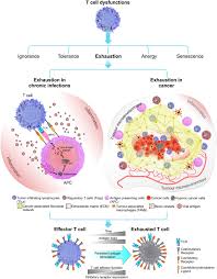 Listen to 舞士精神 on spotify. Frontiers Biomechanics Of T Cell Dysfunctions In Chronic Diseases Immunology