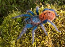 Since 2007, i have been making handmade acrylic enclosures specifically designed for the tarantula/arachnid hobby. Greenbottle Blue Tarantula For Sale Reptiles For Sale