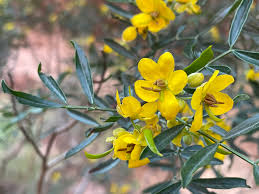 Image result for Senna artemisioides