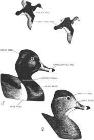 Maybe you would like to learn more about one of these? Texas Waterfowl Identification Guide By The Central Flyway Council A Project Gutenberg Ebook