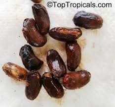 Image result for Treculia