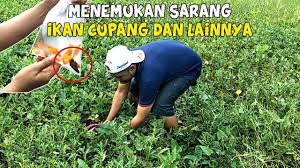Harga ikan cupang sudah pasti akan jadi pertanyaan pertama bagi orang yang hendak memelihara benar tidak? Cara Menangkap Ikan Cupang Menangkap Ikan Cupang Di Sawah Part 1 Youtube