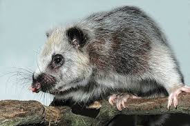 The researchers, however, did not have a large amount of material to deal with — only 50 or so fragments. Northern Luzon Giant Cloud Rat Alchetron The Free Social Encyclopedia