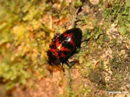 Black Beetle Bug In House Small Red And Black Pleasing Fungus Beetle Family Erotylidae Black Beetle Beetle Fungi