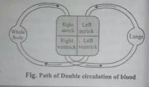 What Is A Double Circulation Explain With The Schematic