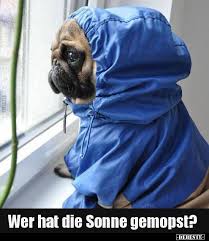 Lustige bilder mit tieren kostenlos. Wer Hat Die Sonne Gemopst Lustige Bilder Spruche Witze Echt Lustig