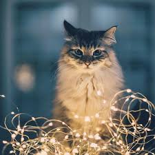 Ali Coskun Ozeren Adli Kullanicinin Sevimli Canlilar Cute Living Things Panosundaki Pin Cok Sirin Hayvanlar Sevimli Kediler Hayvan Fotografciligi