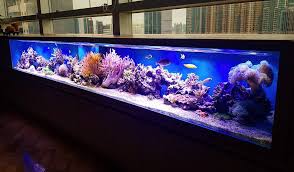 Pin On Saltwater Aquarium