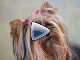 Cutest teacup yorkie puppies video compilation. Yorkie Puppies Sale Teacup Yorkies Parti Chocolate Golden Yorkshire Terriers