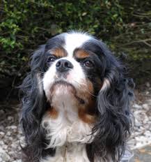 We offer professional carpet cleaning and steam cleaning services for rugs, upholstery, mattresses & more. Brachycephalic Airway Obstruction Syndrome Baos And The Cavalier King Charles Spaniel