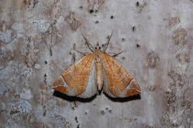 Image result for Eulithis testata