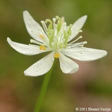Coptis Trifolia Synonym Coptis Groenlandica Family Ranunculaceae Plants Botanical Flowers
