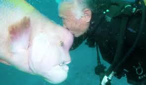 We did not find results for: 79 Year Old Diver And This Fish Have Been Bffs For Nearly 30 Years After He Nursed Her Back To Health