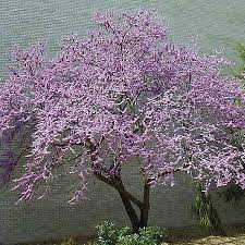 Small ornamental trees zone 4 5. Trees For Small Yards This Old House