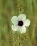 Image result for Hibiscus nigricaulis