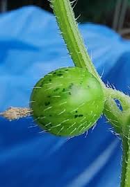 Image result for Cucumis humifructus